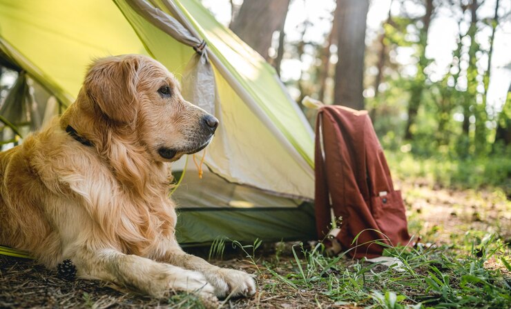 The Ultimate Guide to Camping Tents and Gear for Dogs 2024 4 golden-retriever-dog-lying-close-tent-woodland-looking-back-adorable-purerbred-doggy